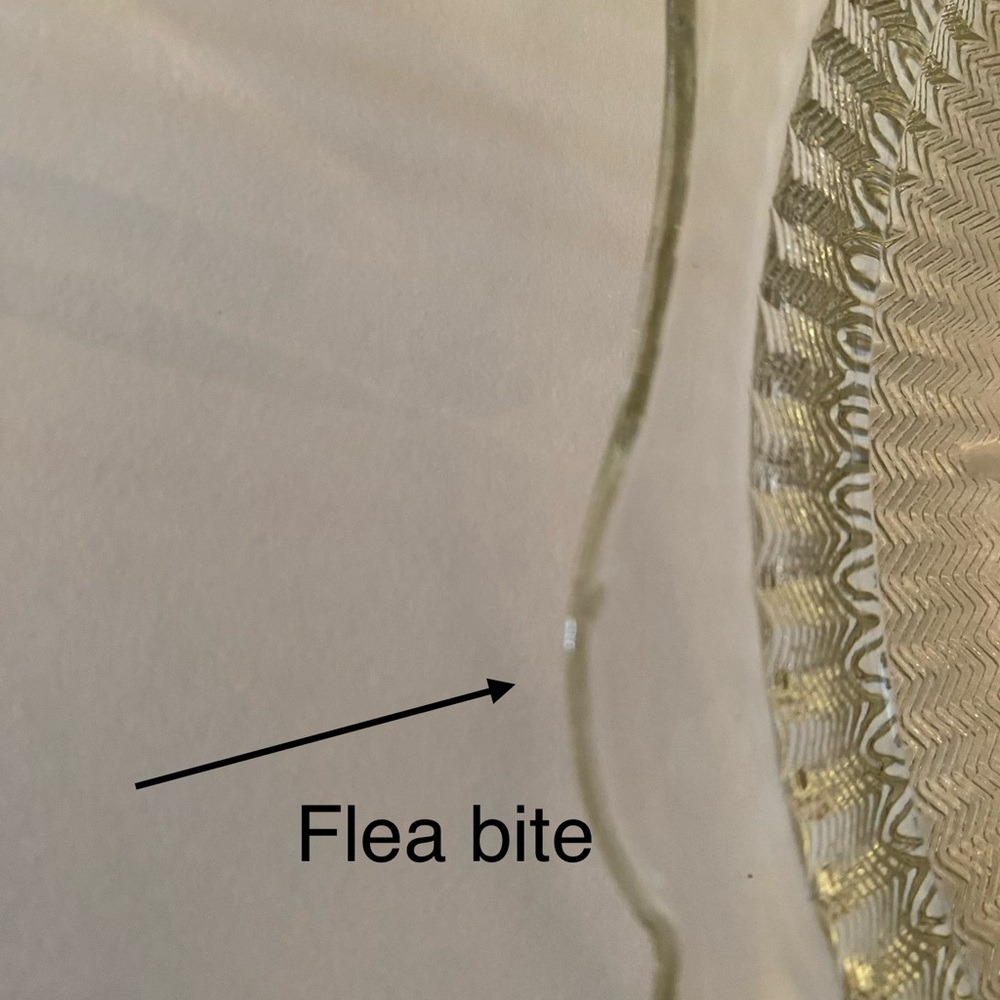 (4) Iris & Herringbone Clear Dinner Plates - Picture 4 of 6